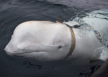 Whale with harness may very well be Russian weapon, say Norwegian specialists