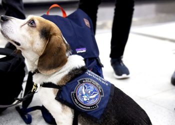 DOGE’s Cuts on the USDA May Trigger US Grocery Costs to Rise and Invasive Species to Unfold