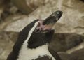 Humboldt Penguins on the Edge