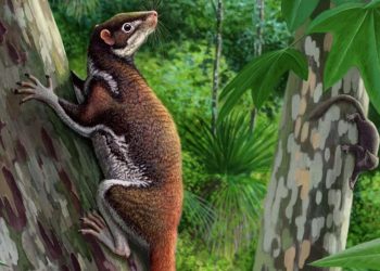 62-million-year-old skeleton sheds mild on mysterious mammal