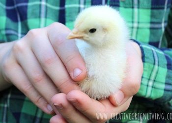 A Newbie’s Information to Elevating Chickens – Every part you could find out about taking good care of child chicks | Eco-Pleasant House & Backyard