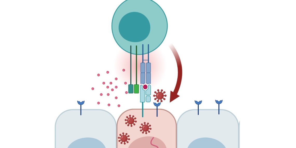 Killers and Helpers: How T Cells Acknowledge SARS-CoV-2
