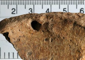 Roman gladiator’s skeleton bears indicators of massive cat bites