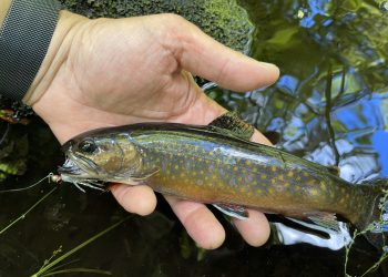 50 Fish, 50 States: Rhode Island’s Wild Brook Trout