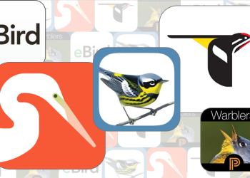 The Solely Birding Apps You may Ever Want