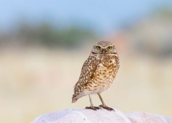 Banding Collectively for Burrowing Owls 