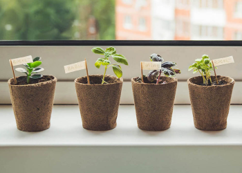 What Sort of Company Enterprise Builder Are You?