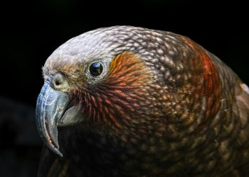 Meet 4 Superb Endemic Parrots from New Zealand