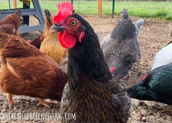300+ of the Greatest Intelligent, Humorous, and Cute Names for Chickens | Eco-Pleasant Dwelling & Backyard