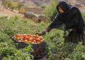 Afghanistan’s socioeconomic disaster deepens amid crackdown on girls’s rights