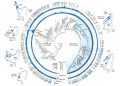 Rationale engineering generates a compact new instrument for gene remedy | MIT Information